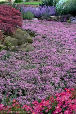 Pink Chintz Thyme - Thymus Serpyllum - 6 Pack Of Pint Pots -Plant Promotion Store Thyme Pink Chintz 10 1