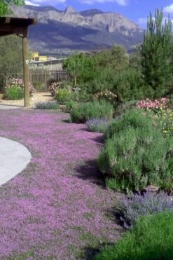 Pink Chintz Thyme - Thymus Serpyllum - 6 Pack Of Pint Pots