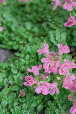 Pink Chintz Thyme - Thymus Serpyllum - 10 Pack Of Pint Pots -Plant Promotion Store Thyme Pink Chintz 5