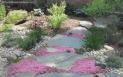 Pink Chintz Thyme - Thymus Serpyllum - 5 Pack Of Quart Pots -Plant Promotion Store Thyme Pink Chintz 8 2