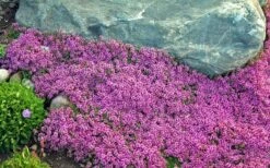 Red Creeping Thyme - Thymus Praecox 'Coccineus' - 10 Pack Of Pint Pots -Plant Promotion Store Thyme Red Creeping 10