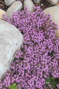 Pink Chintz Thyme - Thymus Serpyllum - 5 Pack Of Quart Pots -Plant Promotion Store Thyme Red Creeping 12 2