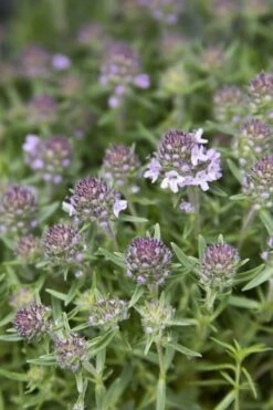 Spicy Orange Thyme - 6 Pack Of Pint Pots -Plant Promotion Store Thyme Spicy Orange 10