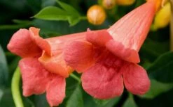 Madame Galen Trumpet Vine - 2 Pack Of Quart Pots -Plant Promotion Store Trumpet Vine Madame Galen Flowers