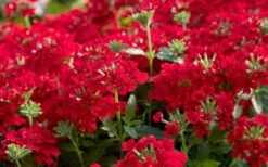 EnduraScape Red Verbena - 5 Pack Of Pint Pots -Plant Promotion Store Verbena EnduraScape Red 1