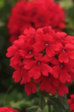 EnduraScape Red Verbena - 10 Pack Of Pint Pots -Plant Promotion Store Verbena EnduraScape Red 7