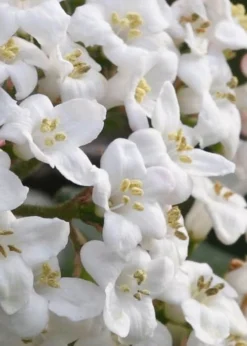 Burkwood Fragrant Viburnum - 3 Gallon Pot -Plant Promotion Store Viburnum Burkwood 2