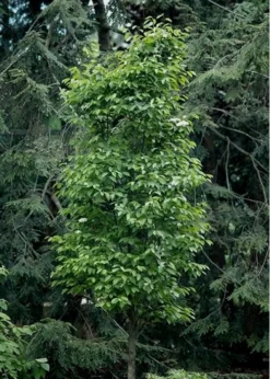 Burkwood Fragrant Viburnum - 3 Gallon Pot -Plant Promotion Store Viburnum Burkwood 7