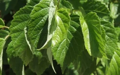 Chicago Luster Arrowwood Viburnum - 3 Gallon Pot 12 Chicago Luster Arrowwood Viburnum - 3 Gallon Pot -Plant Promotion Store Viburnum Chicago Luster 1