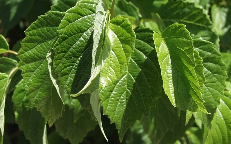 Chicago Luster Arrowwood Viburnum - 3 Gallon Pot 6 Chicago Luster Arrowwood Viburnum - 3 Gallon Pot - Image 6