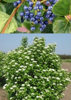 Chicago Luster Arrowwood Viburnum - 3 Gallon Pot 11 Chicago Luster Arrowwood Viburnum - 3 Gallon Pot -Plant Promotion Store Viburnum Chicago Luster 3