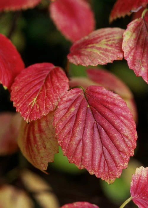 Chicago Luster Arrowwood Viburnum - 3 Gallon Pot 7 Chicago Luster Arrowwood Viburnum - 3 Gallon Pot - Image 7