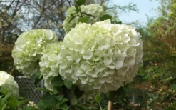 Chinese Snowball Viburnum Bush - 6 Pack Of 1 Gallon Pots 12 Chinese Snowball Viburnum Bush - 6 Pack Of 1 Gallon Pots -Plant Promotion Store Viburnum Chinese Snowball Bloom Green 3