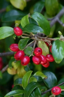 Dwarf Evergreen Snowball Viburnum 'Conoy' - 3 Gallon Pot 14 Dwarf Evergreen Snowball Viburnum 'Conoy' - 3 Gallon Pot -Plant Promotion Store Viburnum Conoy 4