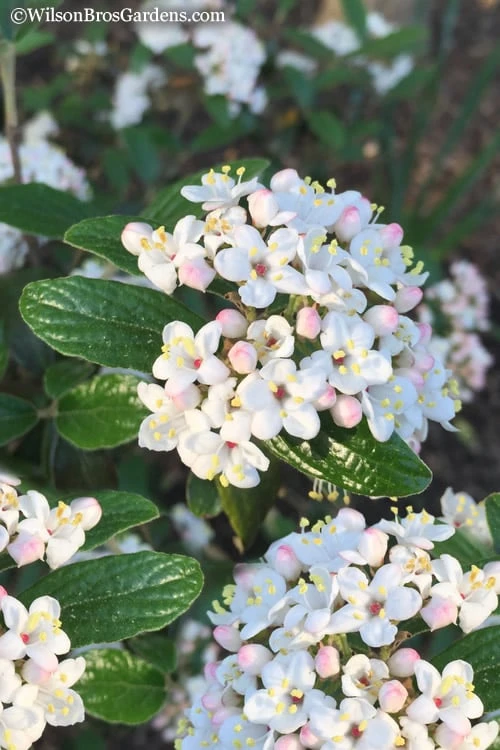 Dwarf Evergreen Snowball Viburnum 'Conoy' - 3 Gallon Pot 1 Dwarf Evergreen Snowball Viburnum 'Conoy' - 3 Gallon Pot