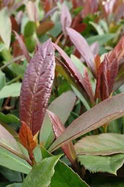 Coppertop Sweet Viburnum - 2 Gallon Pot 7 Coppertop Sweet Viburnum - 2 Gallon Pot -Plant Promotion Store Viburnum Coppertop 3 1