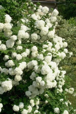 European Snowball Viburnum Bush - 3 Gallon Pot -Plant Promotion Store Viburnum European Snowball 1