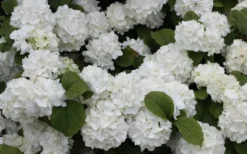 Popcorn Snowball Viburnum Bush - 3 Gallon Pot -Plant Promotion Store Viburnum Popcorn 1 1