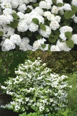 Popcorn Snowball Viburnum Bush - 1 Gallon Pot -Plant Promotion Store Viburnum Popcorn 2 500x750 1