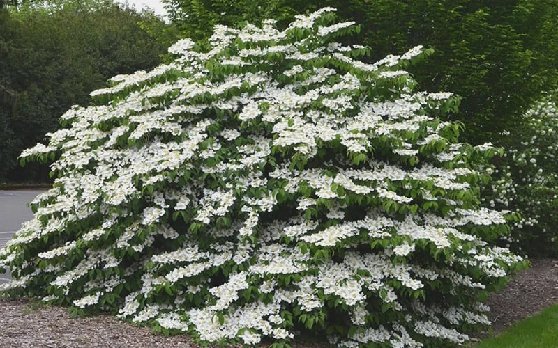 Shasta Doublefile Viburnum - 6 Pack Of 1 Gallon Pots 4 Shasta Doublefile Viburnum - 6 Pack Of 1 Gallon Pots - Image 4