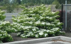 Shasta Doublefile Viburnum - 1 Gallon Pot -Plant Promotion Store Viburnum Shasta 8 1