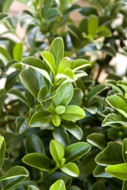 Sugar Cookie Sweet Viburnum - 3 Gallon Pot 9 Sugar Cookie Sweet Viburnum - 3 Gallon Pot -Plant Promotion Store Viburnum Sugar Cookie 2