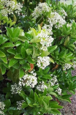 Sugar Cookie Sweet Viburnum - 3 Gallon Pot 8 Sugar Cookie Sweet Viburnum - 3 Gallon Pot -Plant Promotion Store Viburnum Sugar Cookie 3