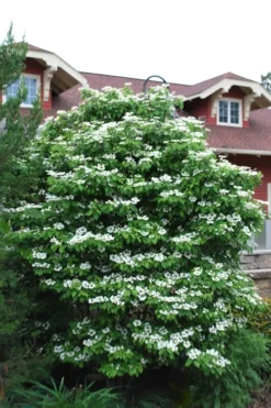 Summer Snowflake Viburnum - 3 Gallon Pot -Plant Promotion Store Viburnum Summer Snowflake 20 2