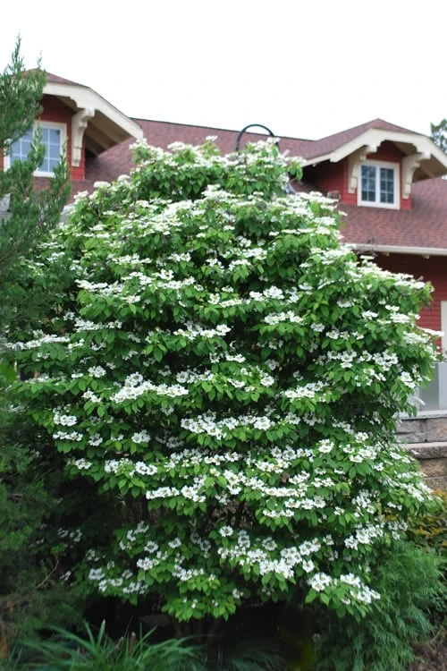 Summer Snowflake Viburnum - 1 Gallon Pot 8 Summer Snowflake Viburnum - 1 Gallon Pot - Image 8