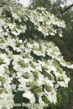 Summer Snowflake Viburnum - 3 Gallon Pot -Plant Promotion Store Viburnum Summer Snowflake 21 500x750 2