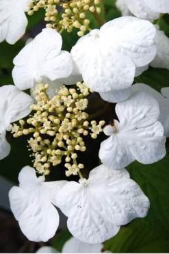 Summer Snowflake Viburnum - 3 Gallon Pot -Plant Promotion Store Viburnum Summer Snowflake 30