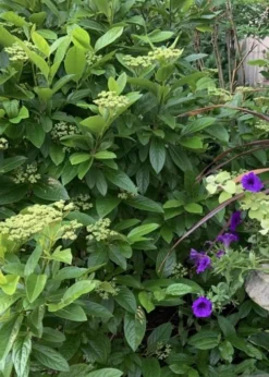 Winterthur Viburnum - 1 Gallon Pot -Plant Promotion Store Viburnum Winterthur 9