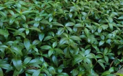 White Evergreen Periwinkle (Vinca Minor 'Alba') - 5 Pack Of Pint Pots -Plant Promotion Store Vinca Minor 11