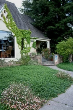 White Evergreen Periwinkle (Vinca Minor 'Alba') - 5 Pack Of Pint Pots -Plant Promotion Store Vinca Minor 14