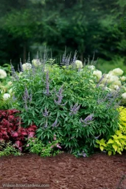 Blue Diddley Dwarf Chaste Tree - Vitex Agnus-castus - 3 Gallon Pot -Plant Promotion Store Vitex Blue Diddley 3