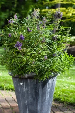 Blue Puffball Chaste Tree (Dwarf) - Vitex - 3 Gallon Pot -Plant Promotion Store Vitex Blue Puffball 3