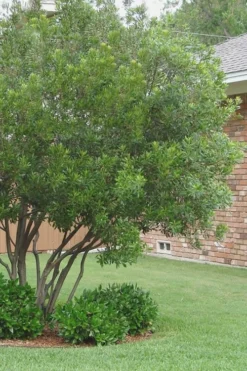 Southern Wax Myrtle - 3 Gallon Pot -Plant Promotion Store Wax Myrtle Southern 1 500x750 1