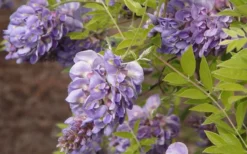 Amethyst Falls Wisteria Vine - 3 Gallon Pot -Plant Promotion Store Wisteria Amethyst Falls 50