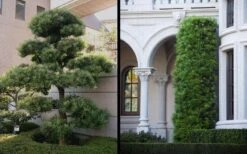 Podocarpus Macrophyllus Upright Yew - 3 Gallon Pot -Plant Promotion Store Yew Podocarpus 2