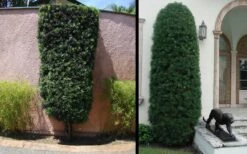 Podocarpus Macrophyllus Upright Yew - 3 Gallon Pot -Plant Promotion Store Yew Podocarpus 3