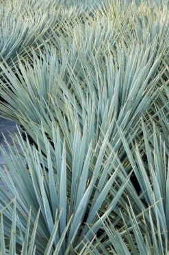 Blue Sentry Yucca - 3 Gallon Pot -Plant Promotion Store Yucca Blue Sentry 2 1