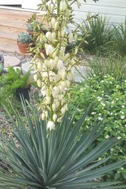Blue Sentry Yucca - 3 Gallon Pot -Plant Promotion Store Yucca Blue Sentry 3 1