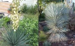 Blue Sentry Yucca - 3 Gallon Pot -Plant Promotion Store Yucca Blue Sentry 4 1