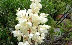 Color Guard Yucca - 6 Pack Of 1 Gallon Pots -Plant Promotion Store Yucca Color Guard Flowers Closeup