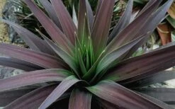 Blue Boy Yucca - 3 Gallon Pot -Plant Promotion Store Yucca MaBlue Boy 1
