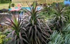 Blue Boy Yucca - 3 Gallon Pot -Plant Promotion Store Yucca MaBlue Boy 8