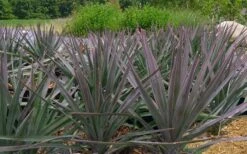 Magenta Magic Yucca - 1 Gallon Pot -Plant Promotion Store Yucca Magenta Magic 2 1