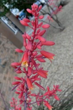 Red Yucca - 3 Gallon Pot -Plant Promotion Store Yucca Red 5