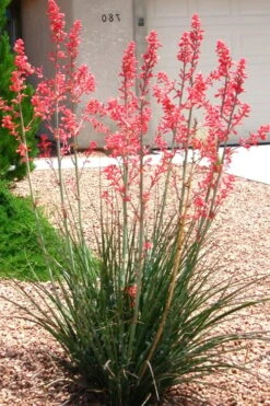 Red Yucca - 3 Gallon Pot -Plant Promotion Store Yucca Red 6