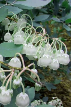 Woodlanders Blue Dusty Zenobia (Honeycup) - 3 Gallon Pot -Plant Promotion Store Zenobia Woodlanders Blue 7